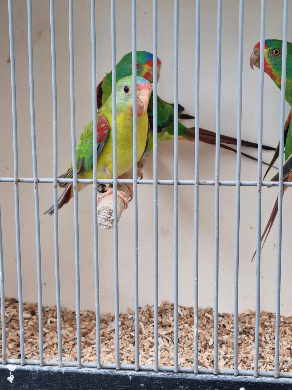 Te koop gevraagd verschillende soorten vogels, Meerdere dieren, Parkiet