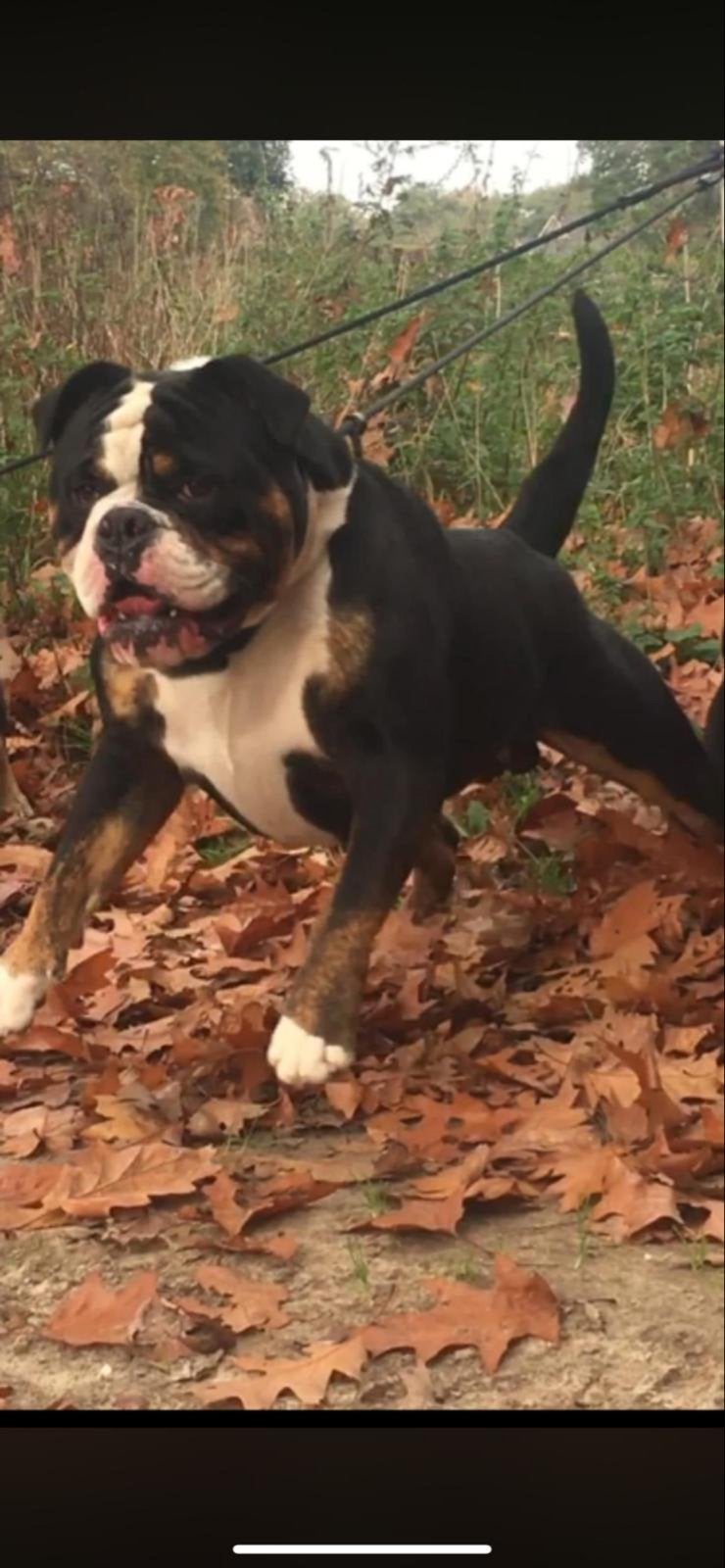 Ter dekking aangeboden dus niet te koop, Parvo, Reu, Bulldog, Meerdere