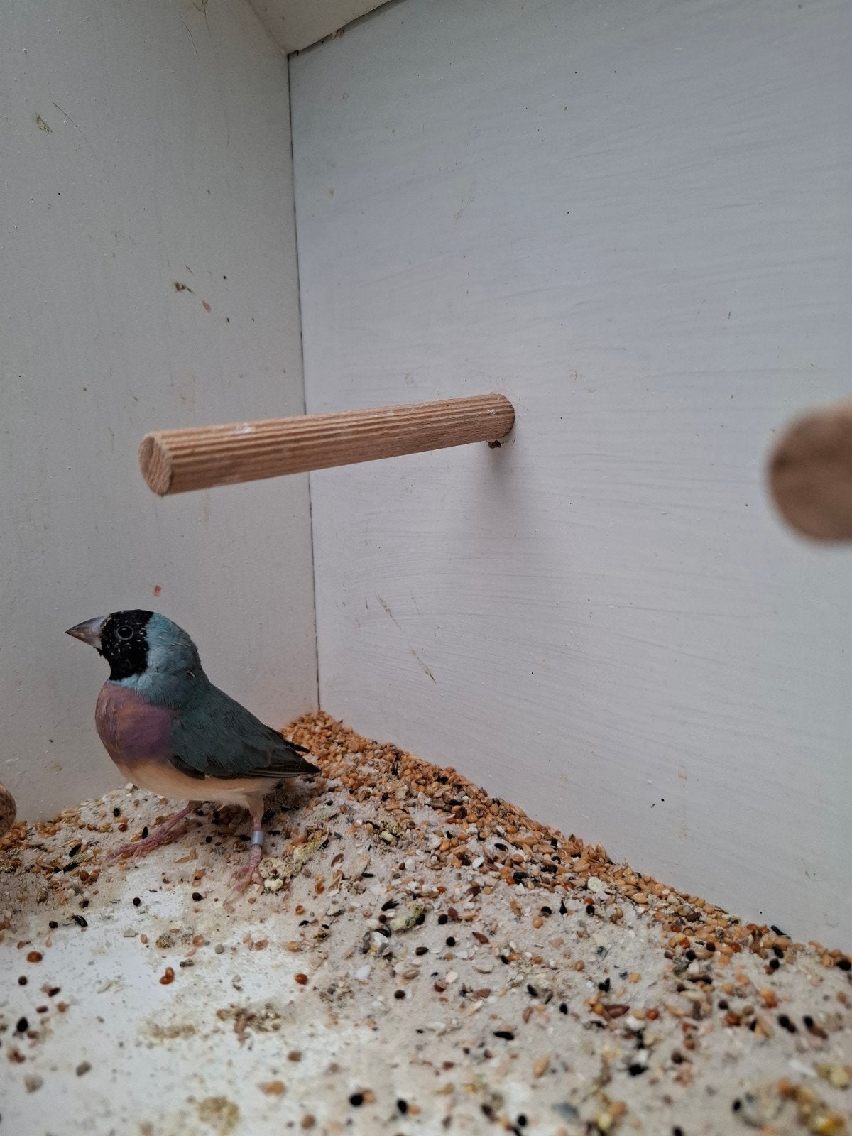 Gouldamadines, Dieren en Toebehoren, Vogels | Overige Vogels, Vrouwelijk