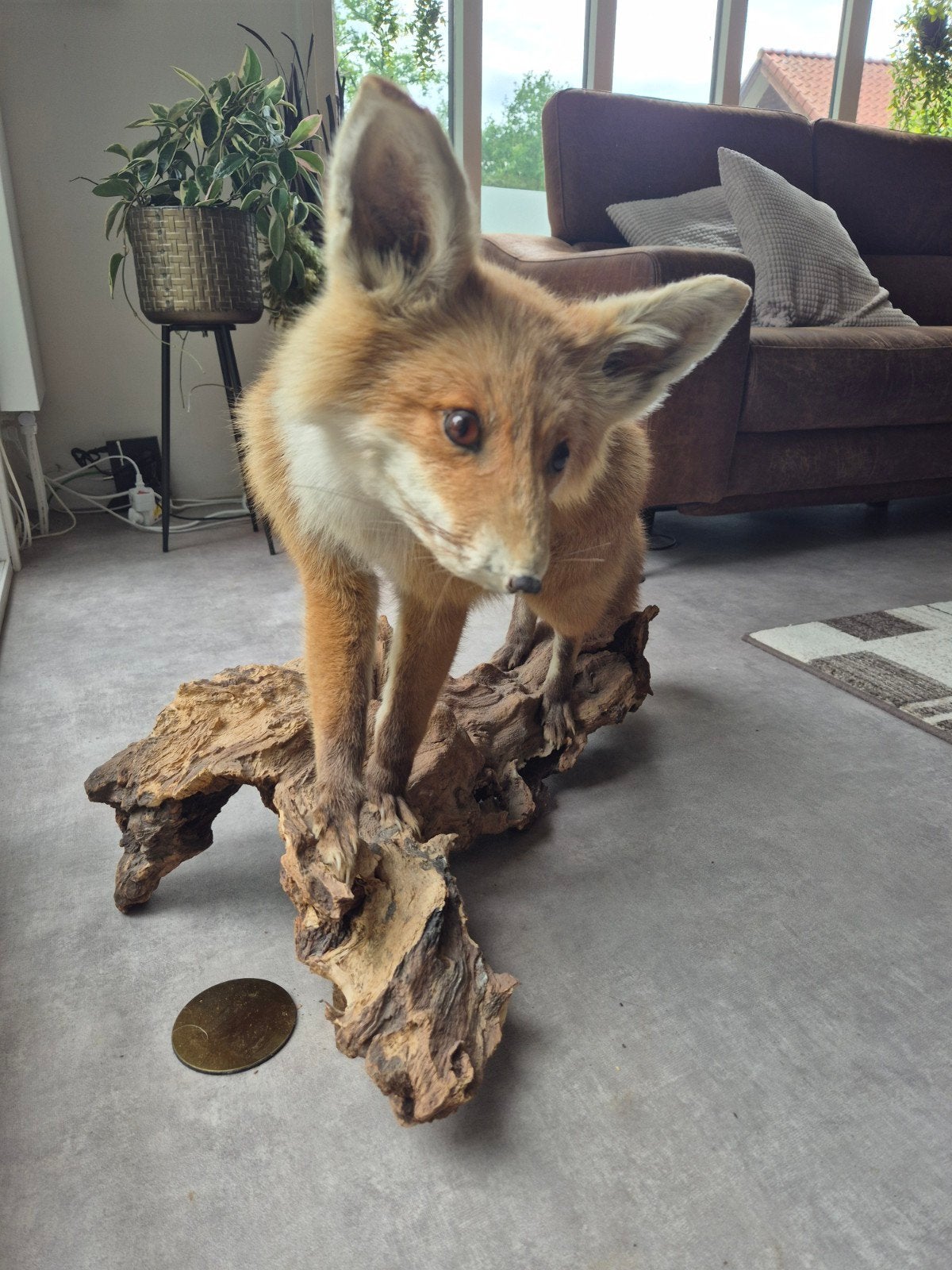 Opgezette Vos op Houten Sokkel - Prachtige Decoratie, Verzamelen, Ophalen of Verzenden