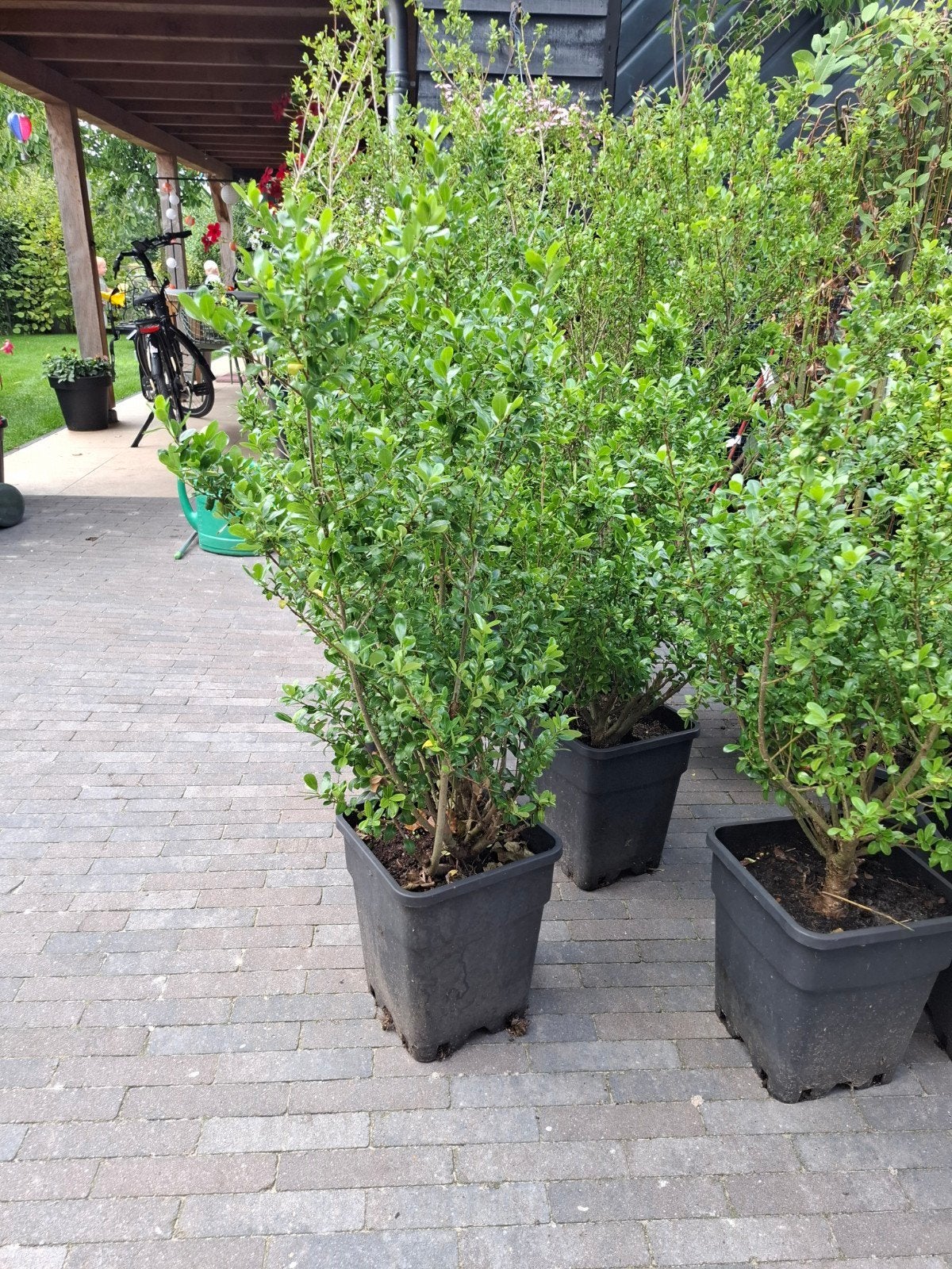 Ilex Crenata - Japanse Hulst (Buxusvervanger), Ophalen, Struik, Minder dan 100 cm