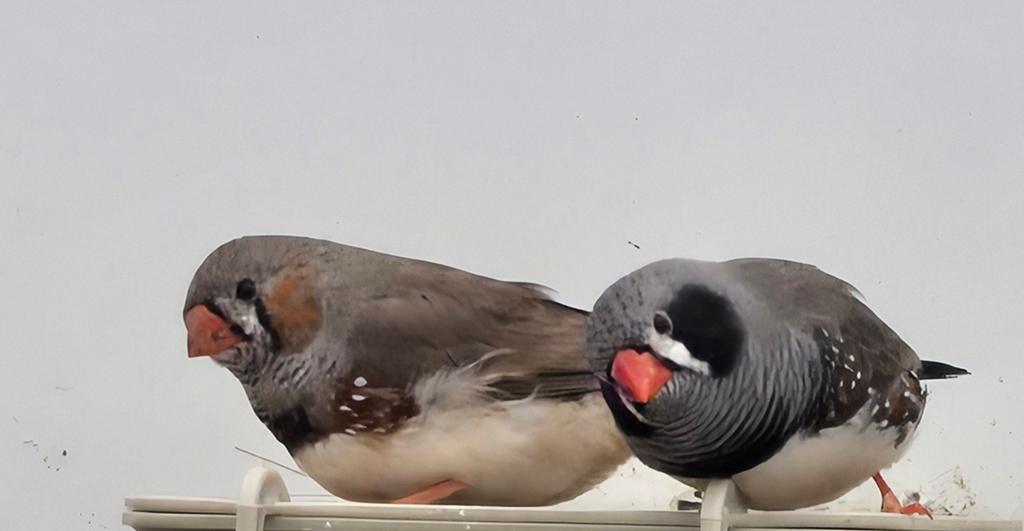 Zebravink jong man split zwartwang, Dieren en Toebehoren, Vogels | Overige Vogels, Mannelijk, Tropenvogel