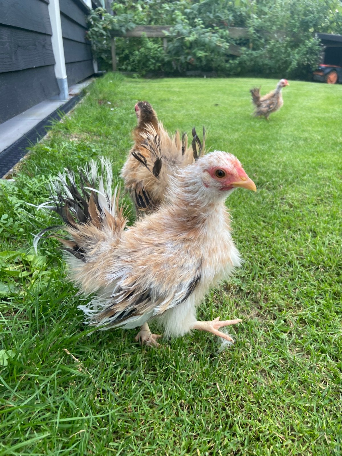 Serama’s zeer kleine krielkippen. Hennen €12,50 hanen gratis, Dieren en Toebehoren, Meerdere dieren, Kip