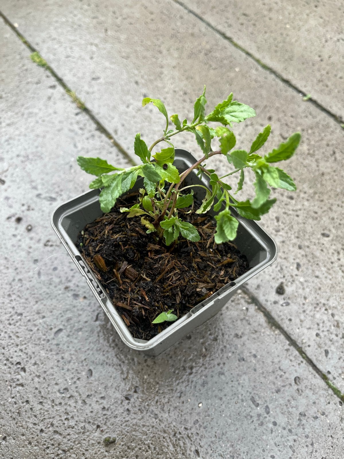 Russische salie / Reuze lavendel (Perovskia atriplicifolia), Tuin en Terras, Planten | Tuinplanten, Volle zon, Vaste plant, Zomer