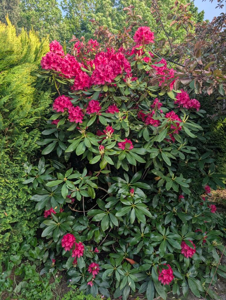 Grote volwassen rijkbloeiende rhododendron, Ophalen, Overige soorten, Halfschaduw
