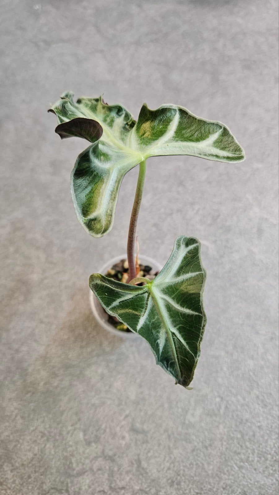 Alocasia Loco, Ophalen of Verzenden, Halfschaduw, Minder dan 100 cm