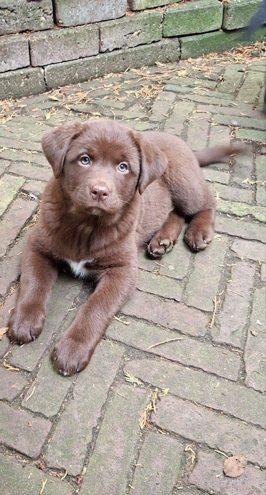 Fors gebouwde kruising Labrador/Shepherd pups., Nederland, 8 tot 15 weken, CDV (hondenziekte), Meerdere