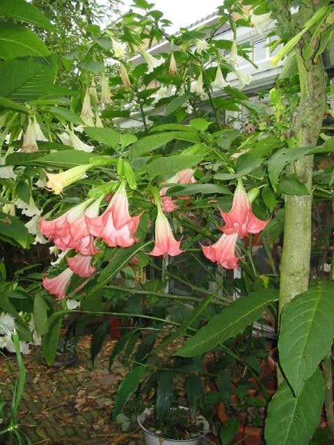 grote brugmansia roze & witte bloem engelentrompet stekken, Ophalen, Overige soorten, Halfschaduw