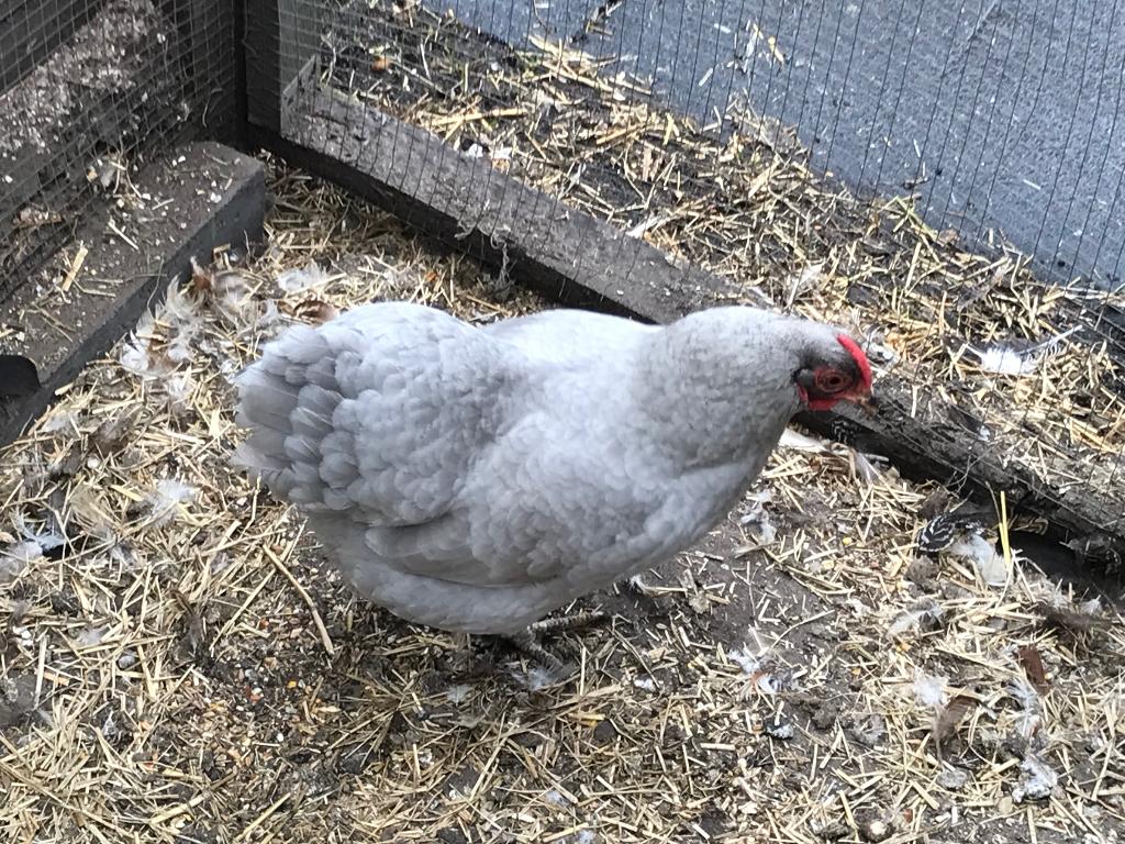 ZEER MOOIE WYANDOTTEKRIEL, Dieren en Toebehoren, Pluimvee, Vrouwelijk, Kip