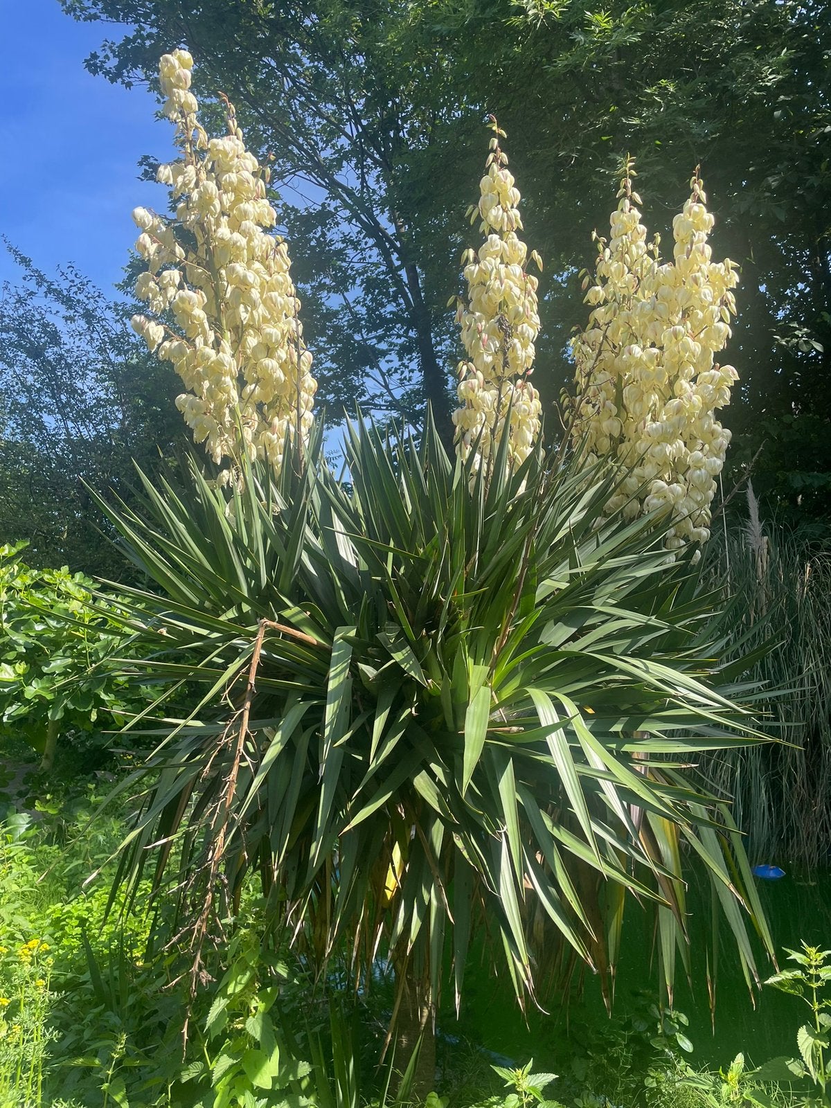Winterharde yucca’s (palmlellie), Tuin en Terras, Ophalen, Volle zon, Knol