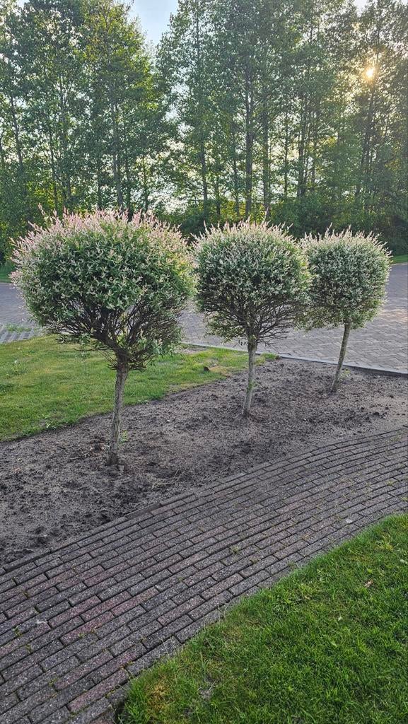 Bonte Wilg Flamingoboom (Salix integra 'Hakuro Nishiki'), Ophalen, Volle zon, Bolboom, 100 tot 250 cm