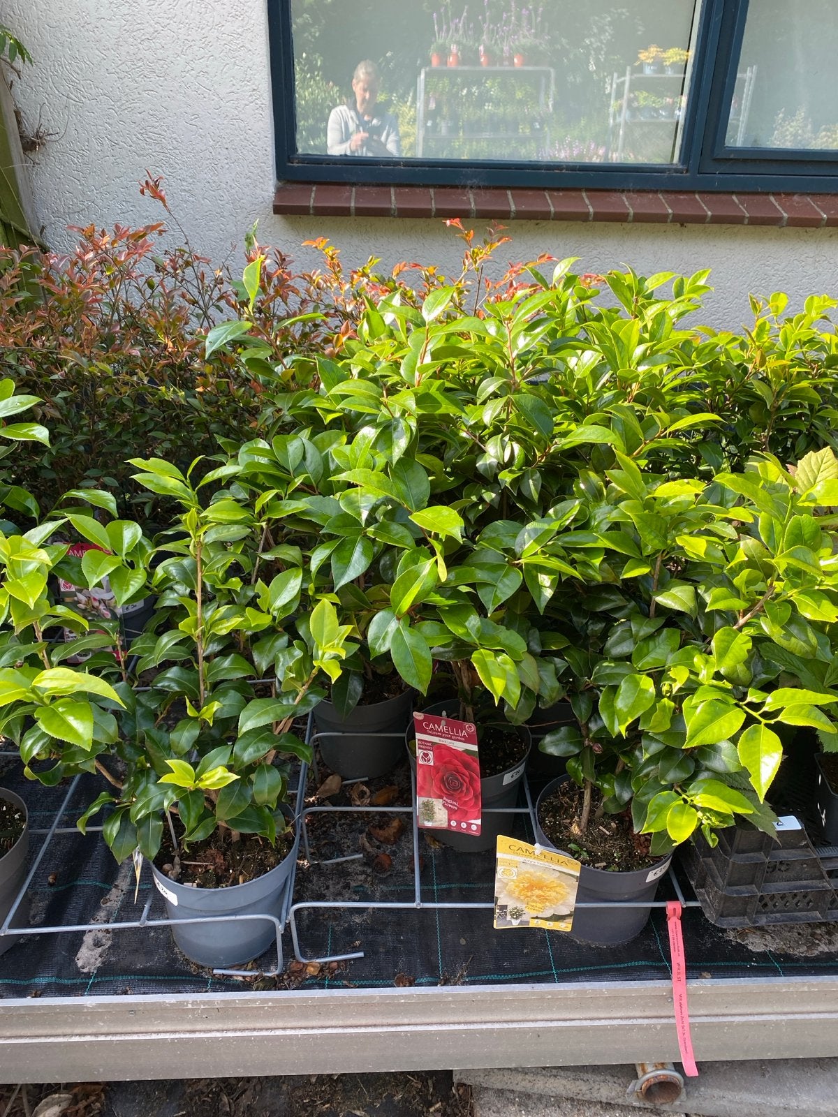 Camellia planten - Diverse soorten en kleuren, Volle zon, Vaste plant, Lente, Ophalen