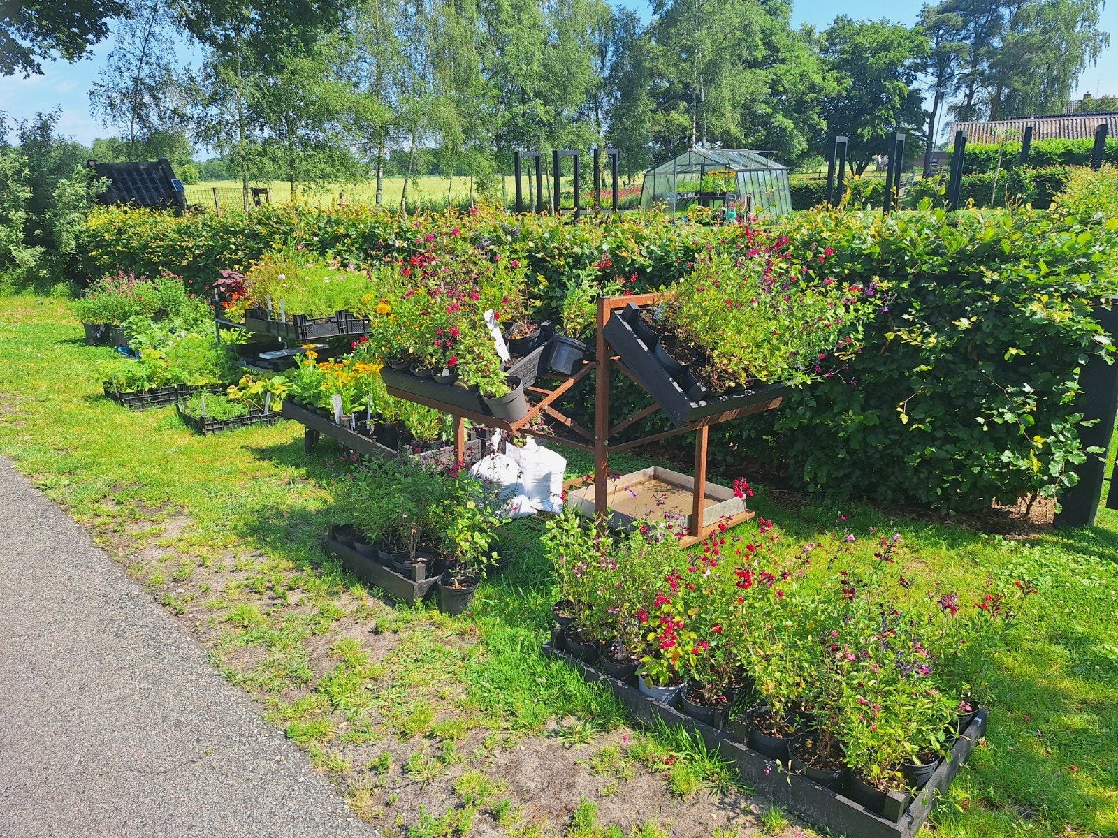 Salvia's, Eenjarigen en vaste planten, Ophalen, Overige soorten, Volle zon