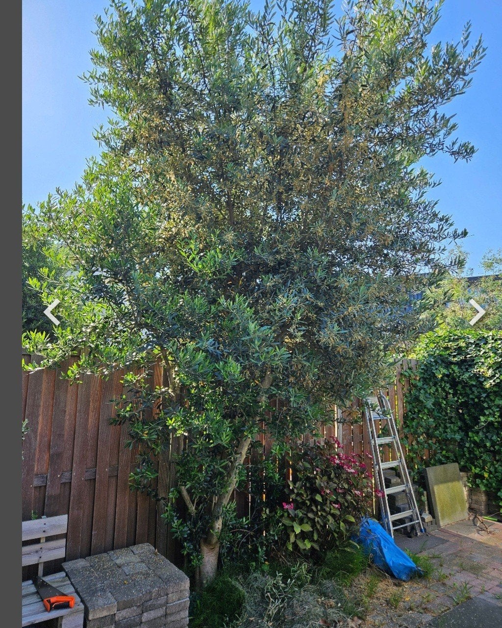 Grote Olijfboom, Volle zon, Vaste plant, Lente, Ophalen