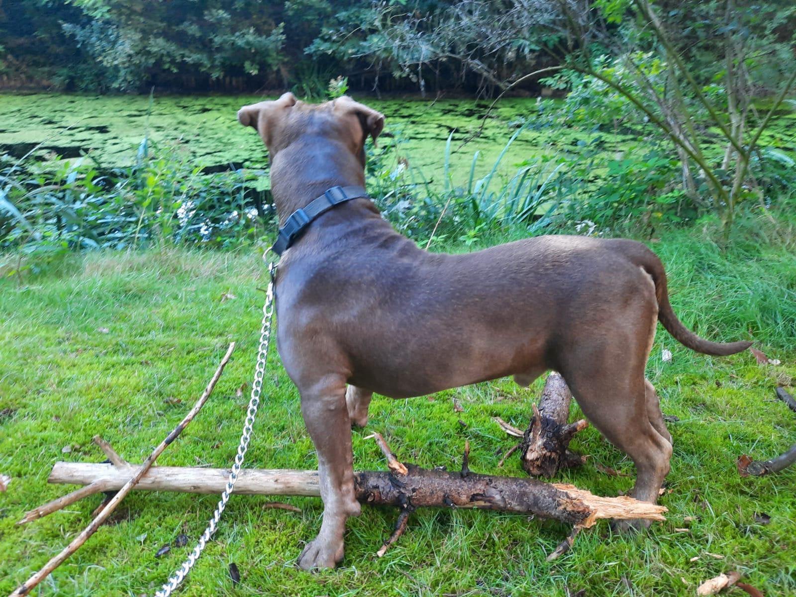 American Bully XL, Dieren en Toebehoren, Reu, 1 tot 2 jaar, Bulldog, Eén hond