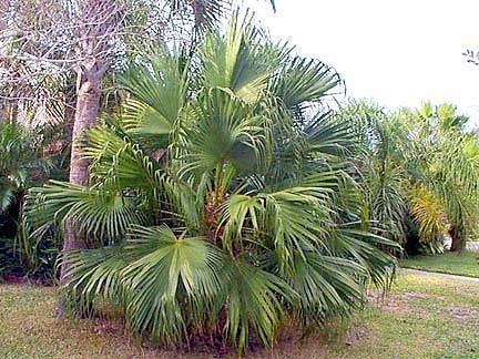 10 x Livistona Chinensis palmboom zaad, Ophalen, Gehele jaar, Volle zon, Zaad