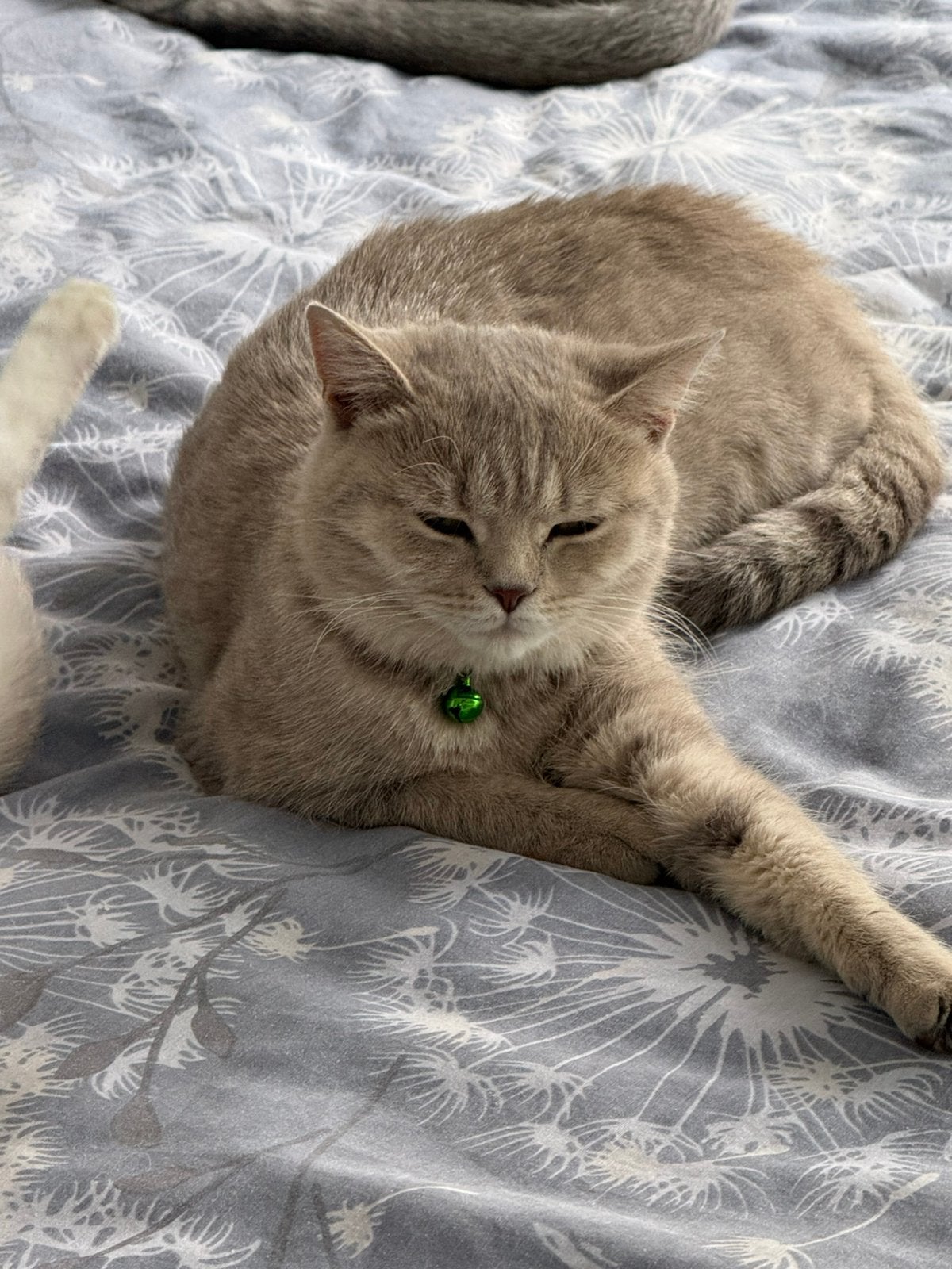 Britse korthaar Poesje, Poes