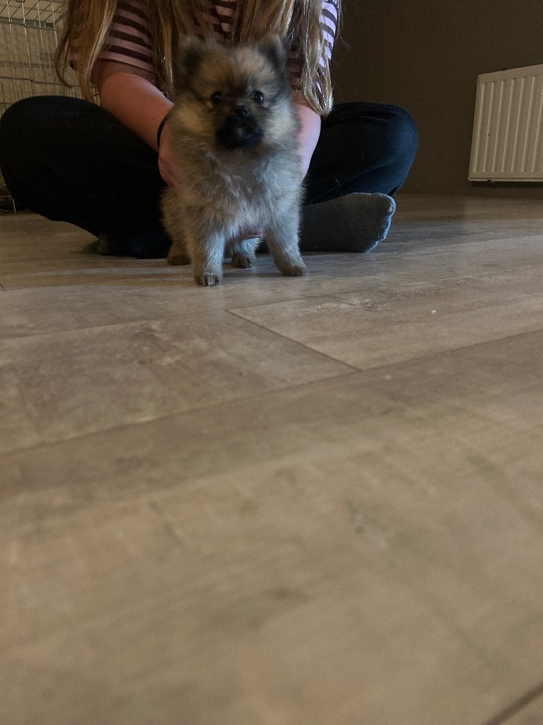 Pomeriaan, Dieren en Toebehoren, Parvo, Overige rassen, 8 tot 15 weken, Teef