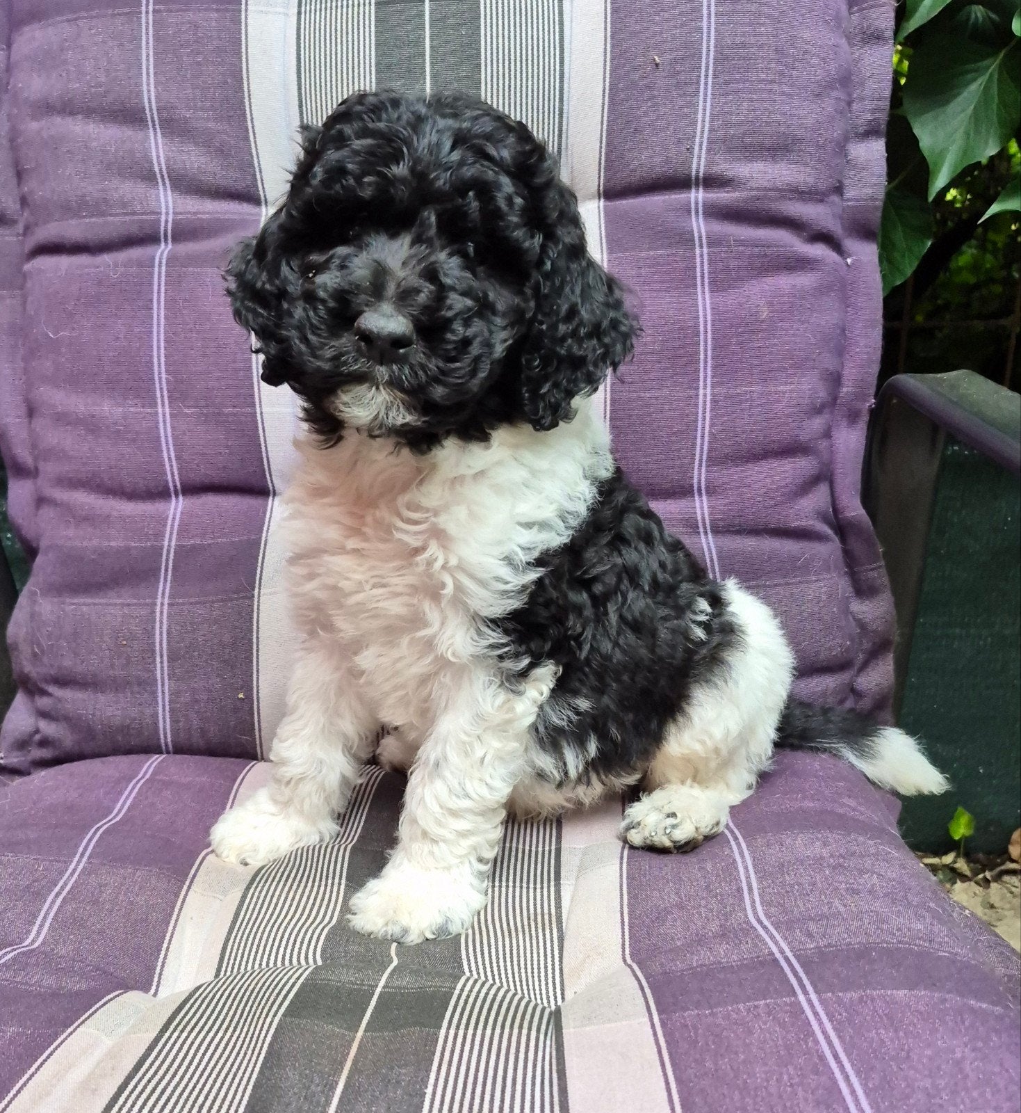 Labradoodle multigen pups, Parvo, Nederland, Overige rassen, 8 tot 15 weken