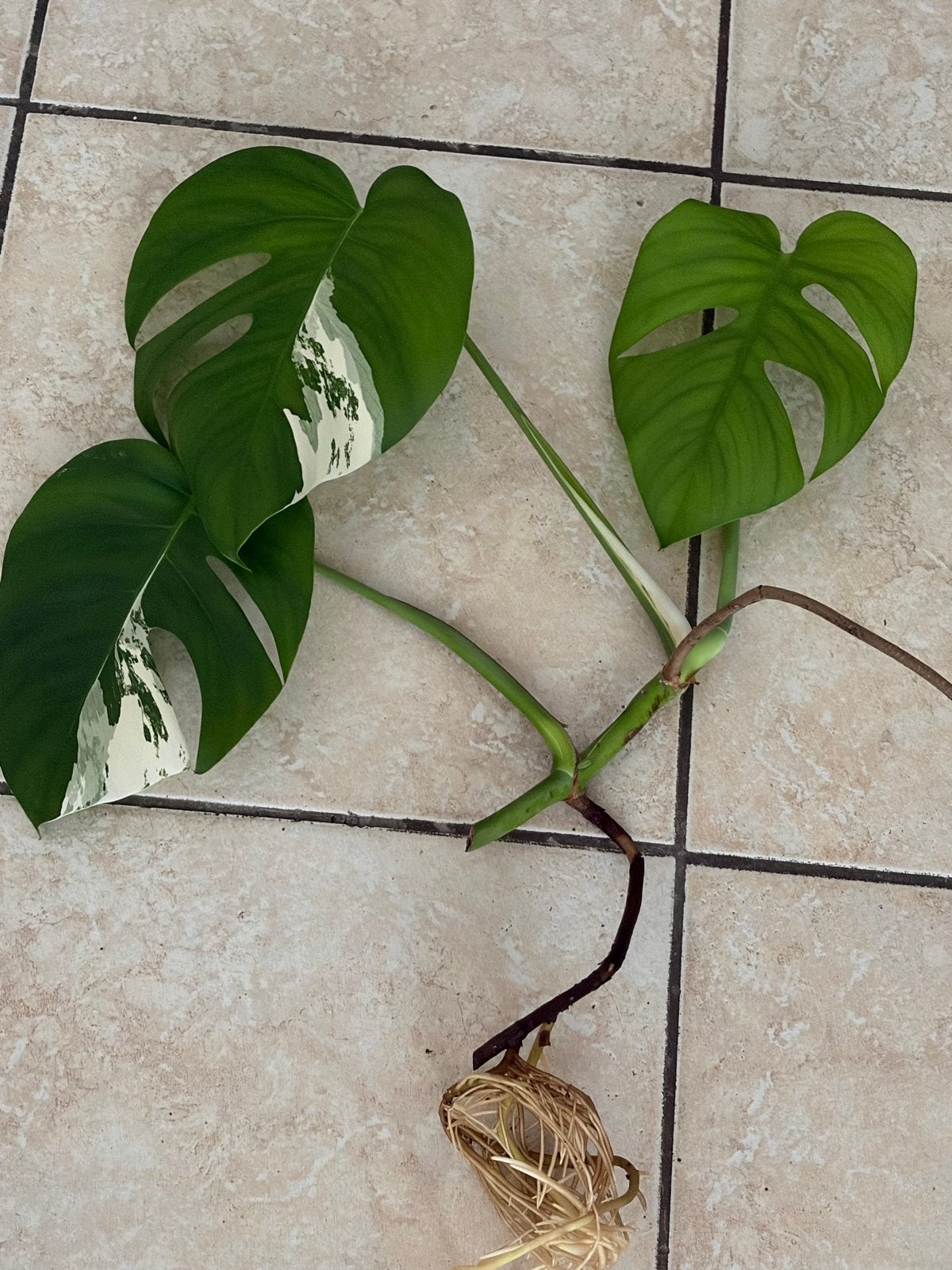 Monstera Variegata kopstek met wortels, Ophalen
