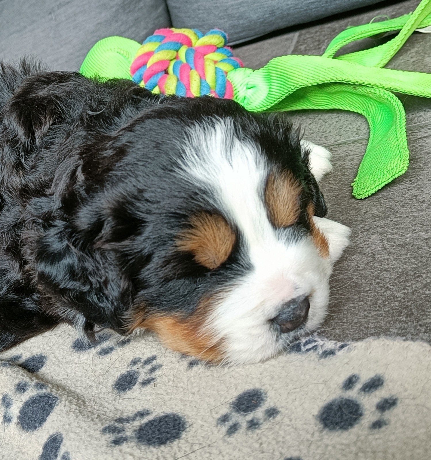 raszuiver Berner Sennen teefje, 8 tot 15 weken, Teef, Eén hond, Nederland