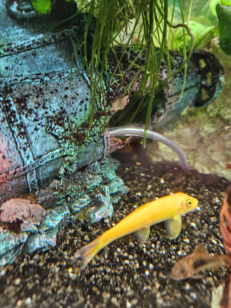Siamese Algeneter (Goud), Dieren en Toebehoren, Vissen | Aquariumvissen, Vis