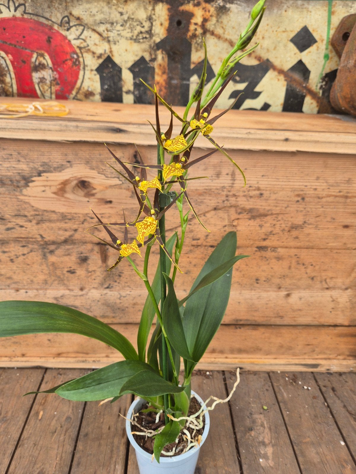 Orchidee New yellow Brown p12 (4)