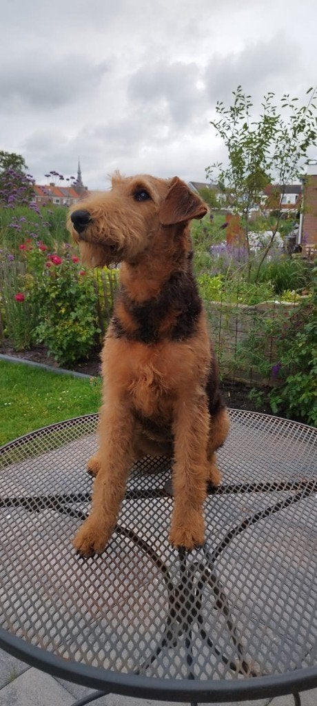 AIREDALE TERRIER PUPS, 15 weken tot 1 jaar, Overige rassen, Parvo, Meerdere