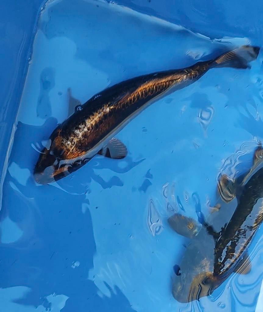 1 Japanse koi Doitsu kin Kabuto en 1 Ghost, Karper of Koi