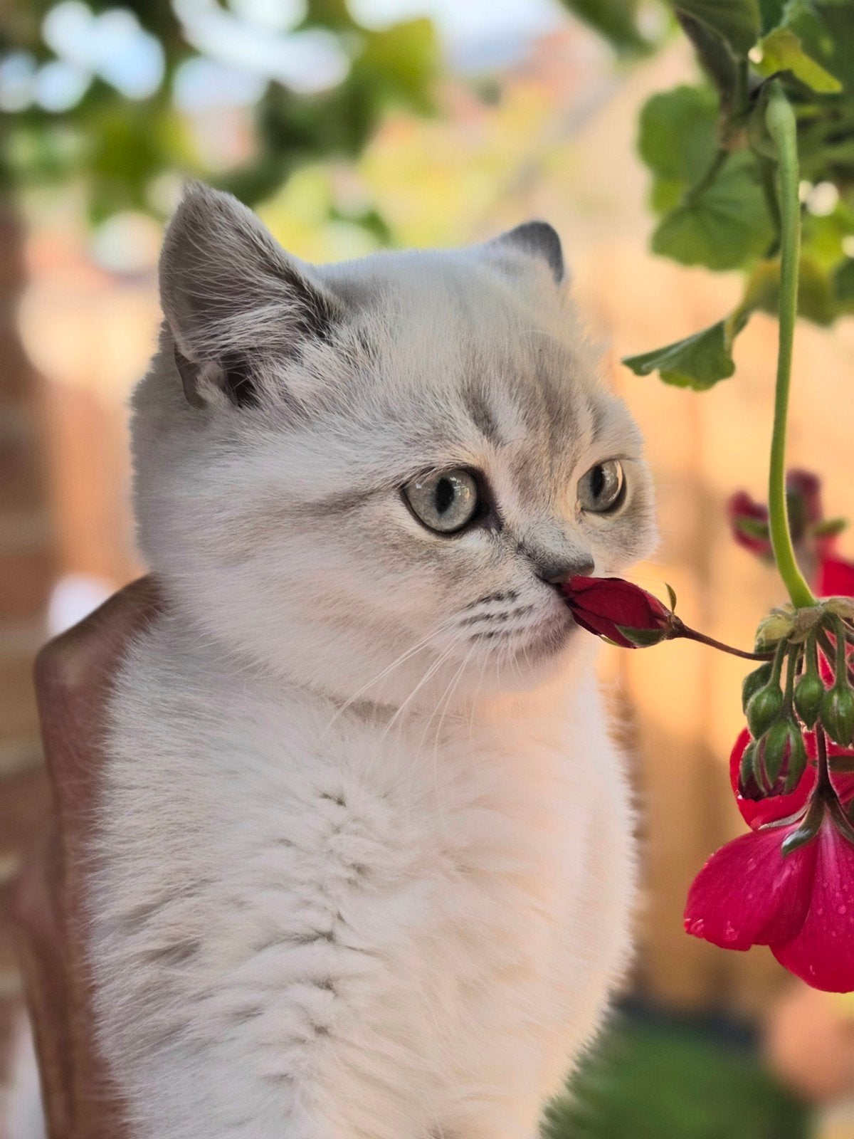 Betoverende Crème-Wit/Zilveren Britse Korthaar Kitten (Poesj, Dieren en Toebehoren, 0 tot 2 jaar