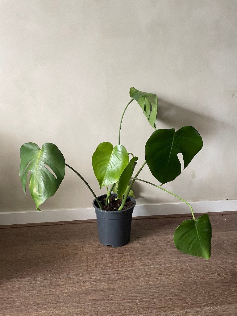 Leuke jonge Monstera (gatenplant) in kweekpot – Mooi vol!, Ophalen, Overige soorten, Halfschaduw, Minder dan 100 cm