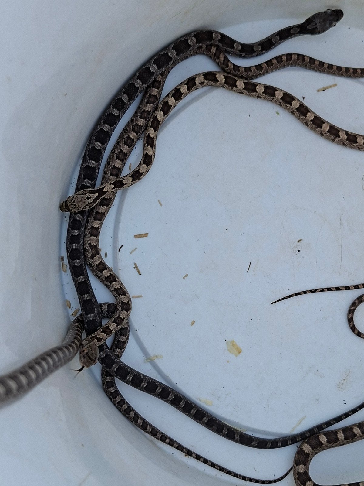 Pantherophis obsoletus / zwarte rattenslang. Rat Snake - female for sale from Bart