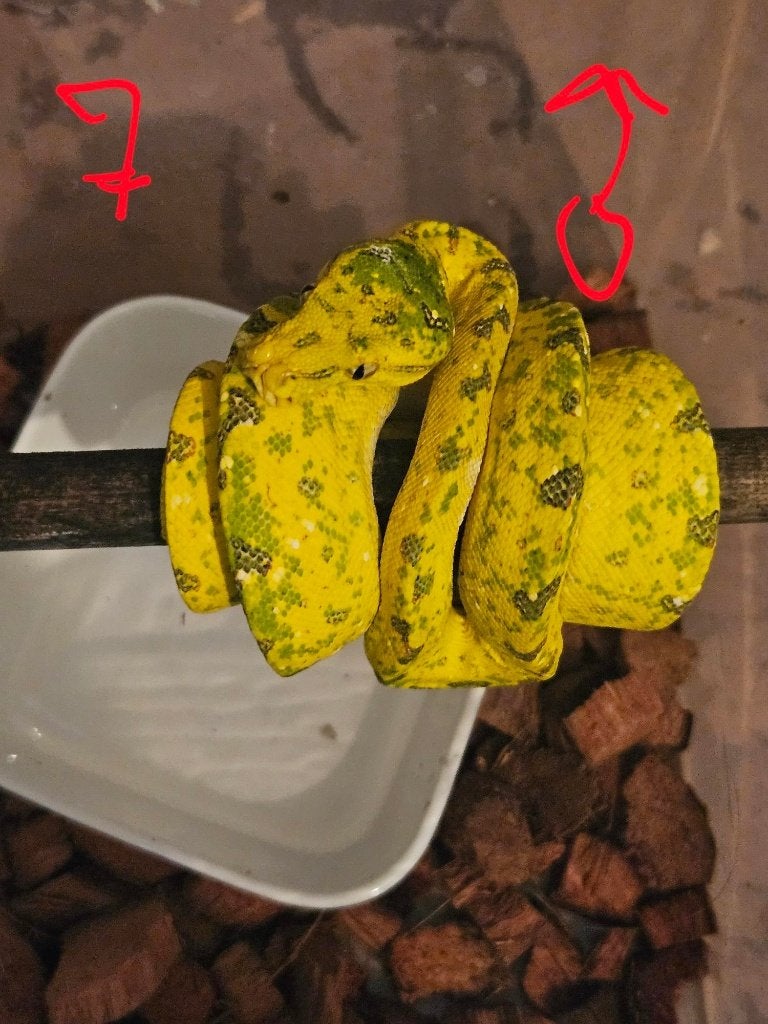 reservation pourSnakeday  Morelia viridis biak 04.10 Green Tree Python photo 3