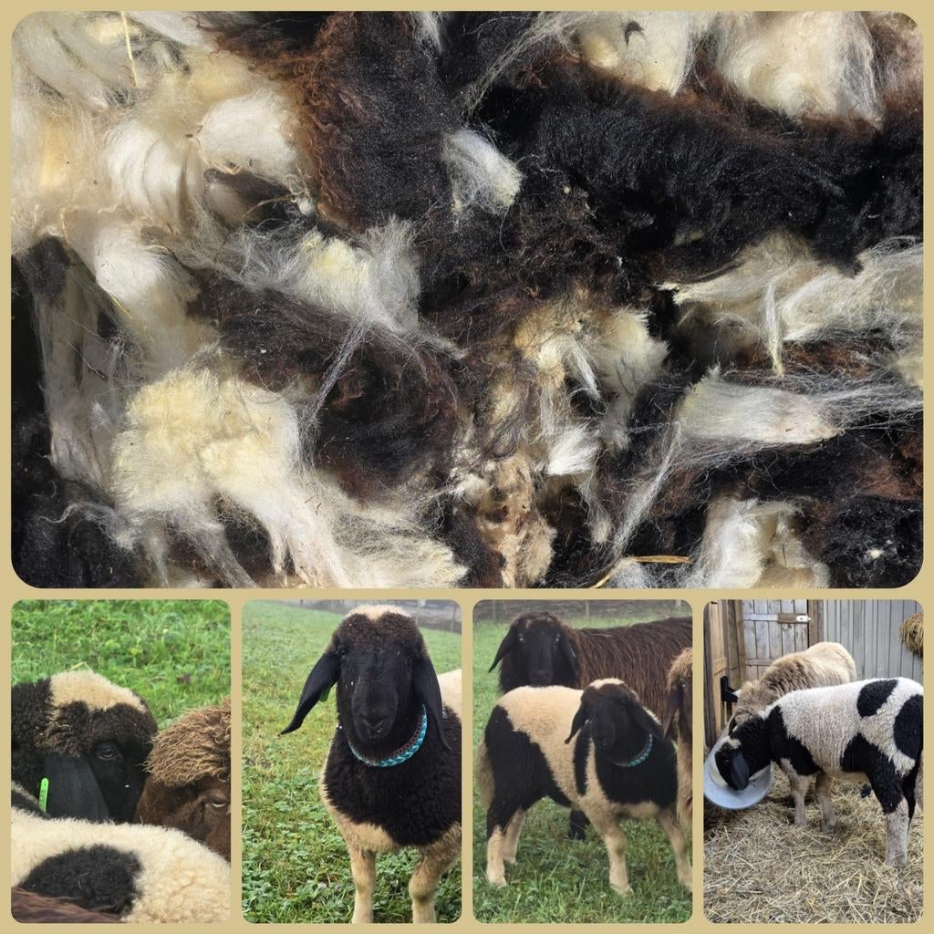 Te koop Bergschaap vacht, wol. Zwartbont 1e scheer, Bijen