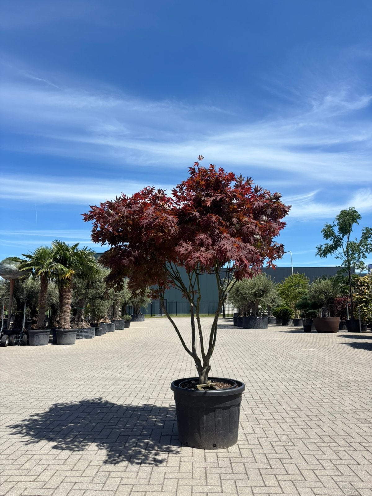 Acer palmatum Atropurpureum 200-250 cm, Bloeit niet, Halfschaduw, Overige soorten, 100 tot 250 cm