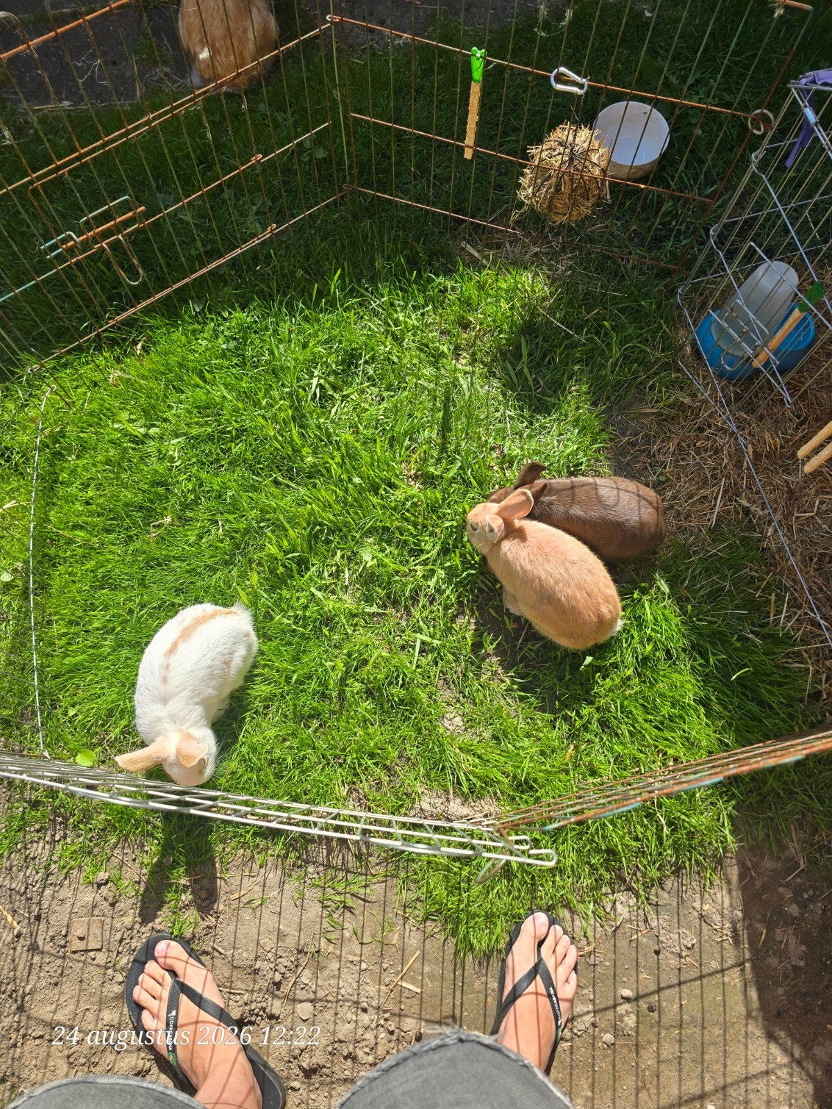 2 lieve broertjes, Dieren en Toebehoren, Mannelijk, Middelgroot, 0 tot 2 jaar