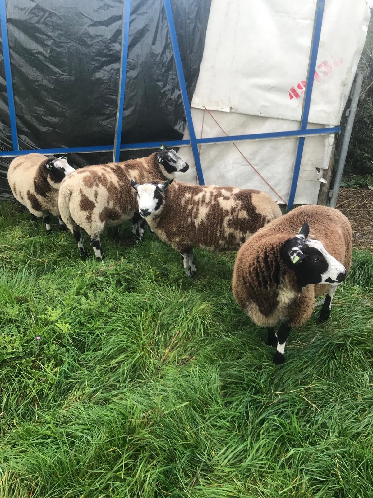Rammen voor dekking, Mannelijk, Schaap