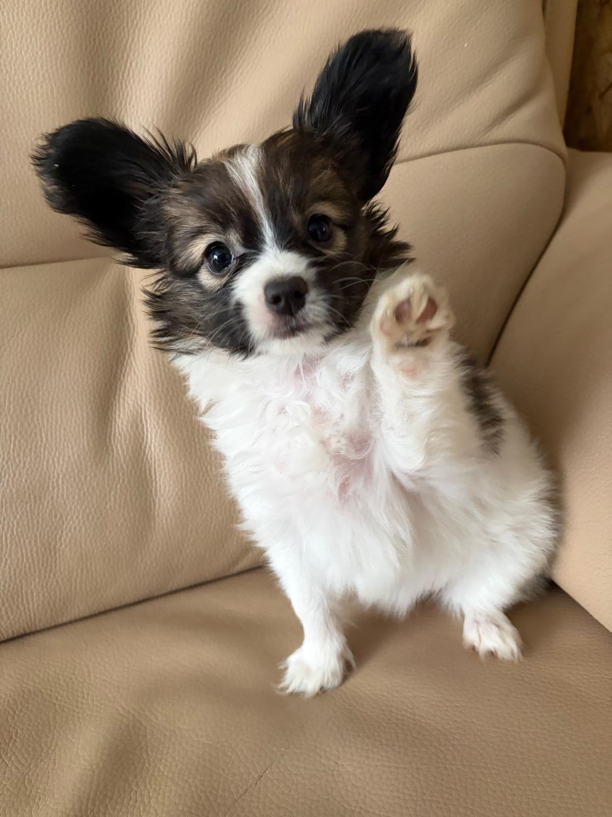 Puppy Vlinder hondje teefje, Dieren en Toebehoren, Honden | Chihuahua's en Gezelschapshonden, Parvo, Overige rassen, 8 tot 15 weken