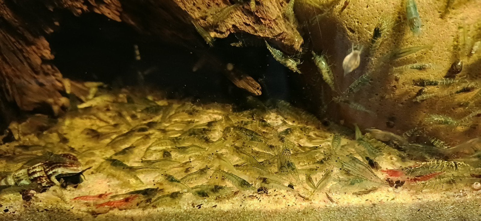 Garnalen voor aquarium, Kreeft, Krab of Garnaal, Zoetwatervis