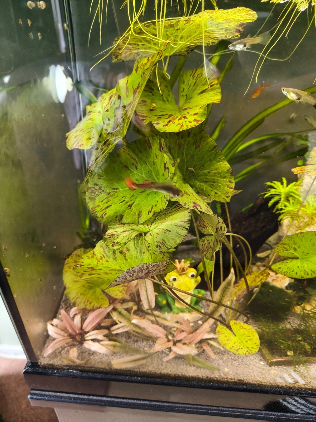 Groene lotus, Ophalen, Plant(en), Steen of Hout