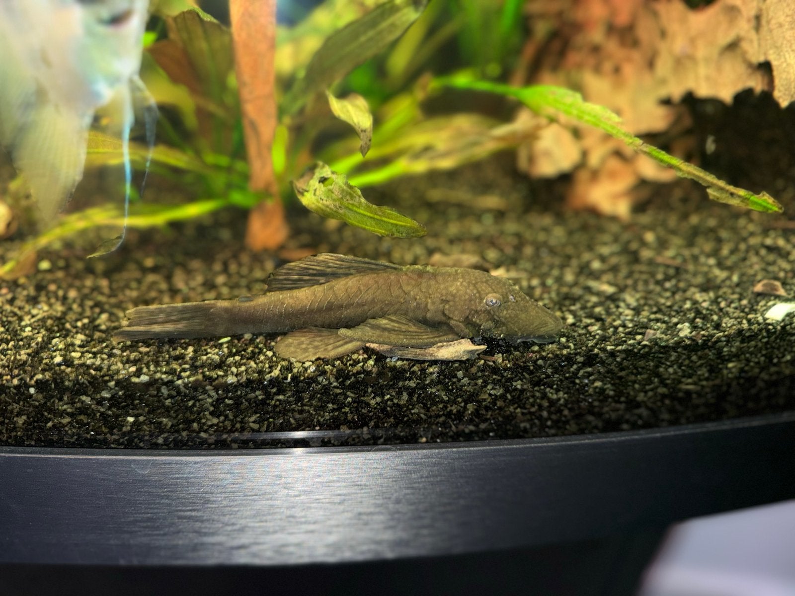Ancistrus van 15 cm vrouwtje, Dieren en Toebehoren, Vissen | Aquariumvissen, Vis