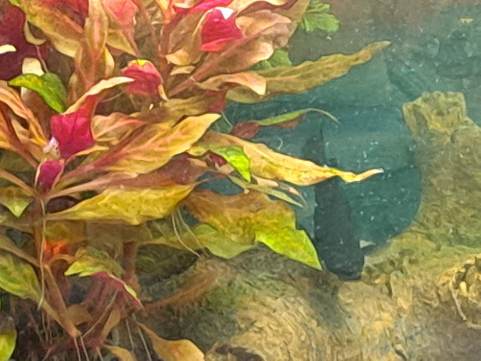 Baby Black Mollies (gratis), Dieren en Toebehoren, Vissen | Aquariumvissen, Vis, Zoetwatervis