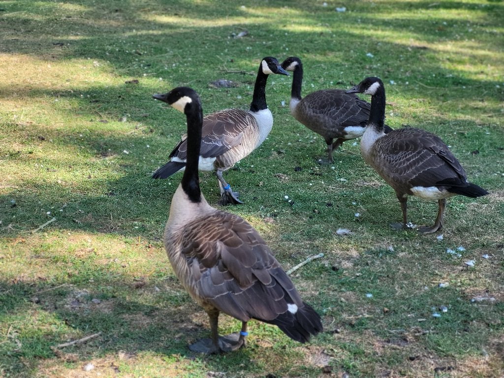 Gans Ganzen, Meerdere dieren, Gans of Zwaan