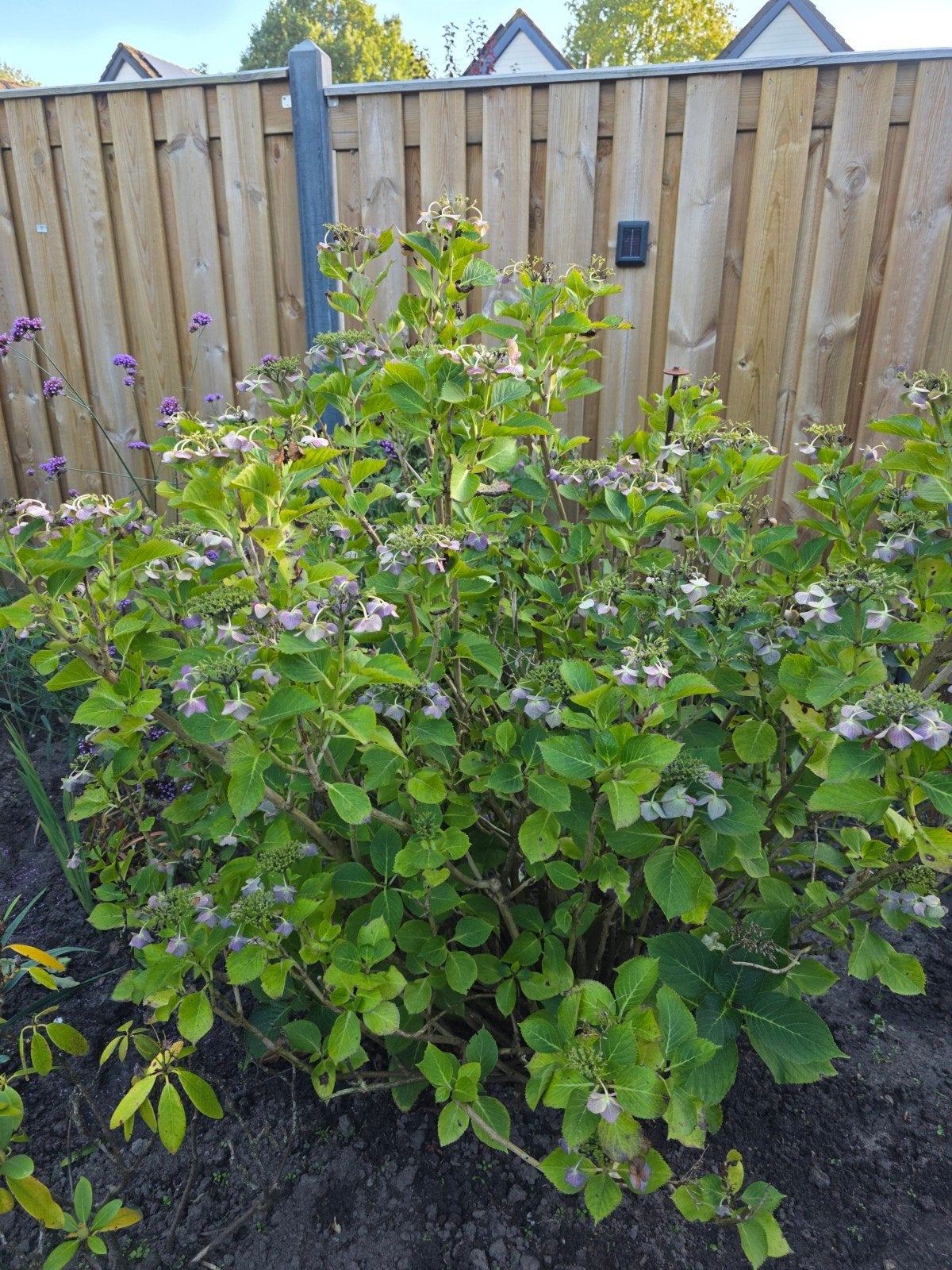 Grote hortensia, Tuin en Terras, Ophalen, Hortensia, 100 tot 250 cm