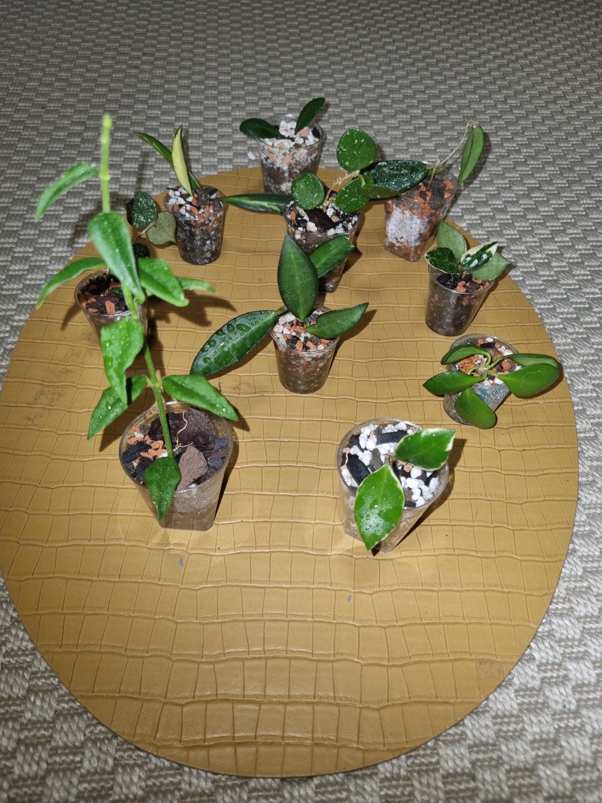 Gewortelde Hoya stekjes pakket 10x voor €25, Huis en Inrichting, Kamerplanten, Ophalen of Verzenden, Halfschaduw, Minder dan 100 cm