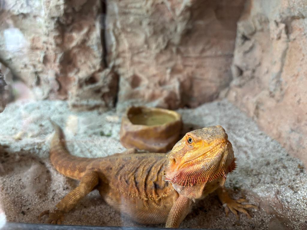 Prachtige Baardagaam incl. compleet houten terrarium Bearded Dragon - unknown for sale from Tim
