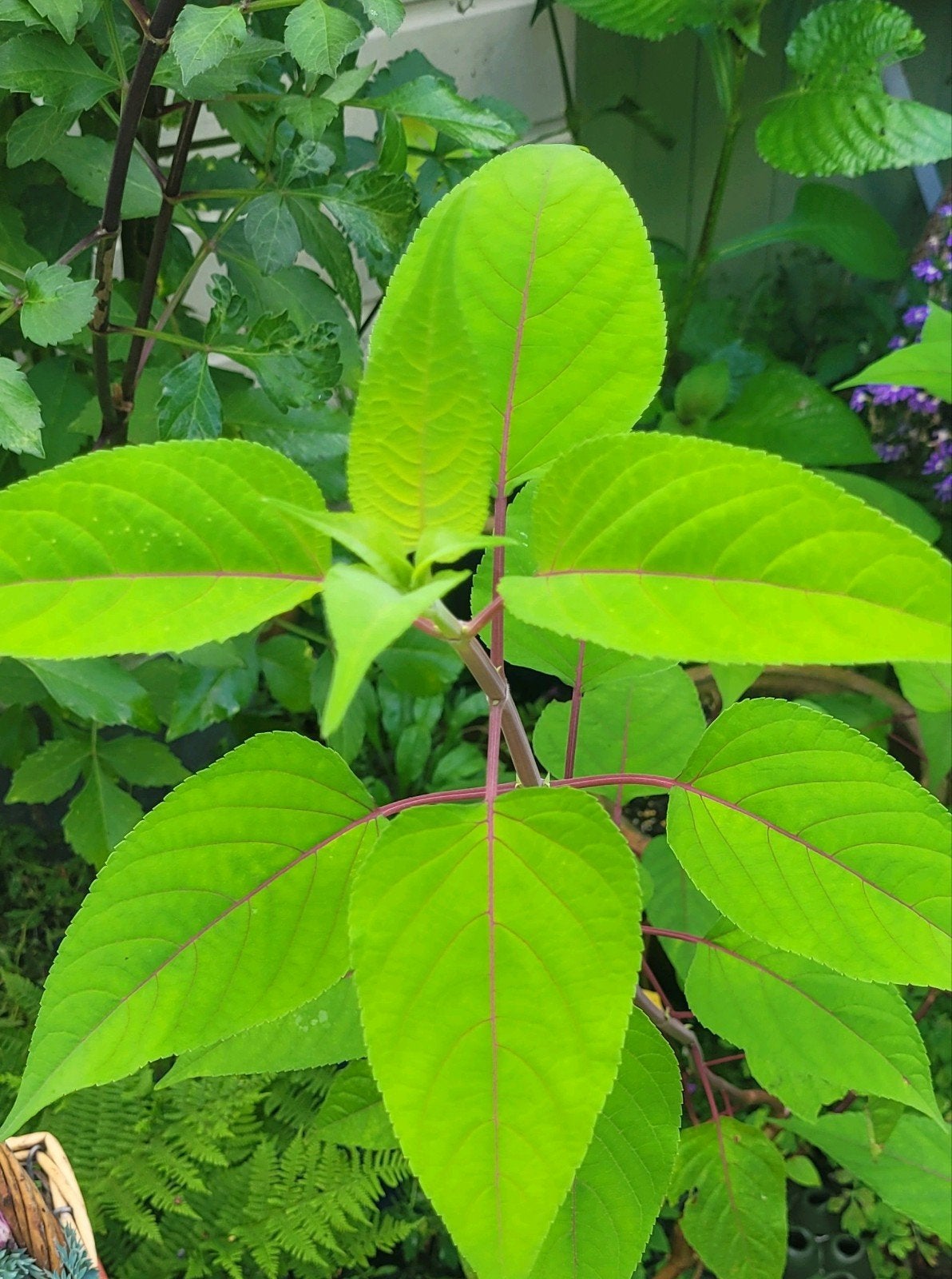 Salie (Salvia involucrata 'Bethellii'), Tuin en Terras, Ophalen, Overige soorten, Volle zon