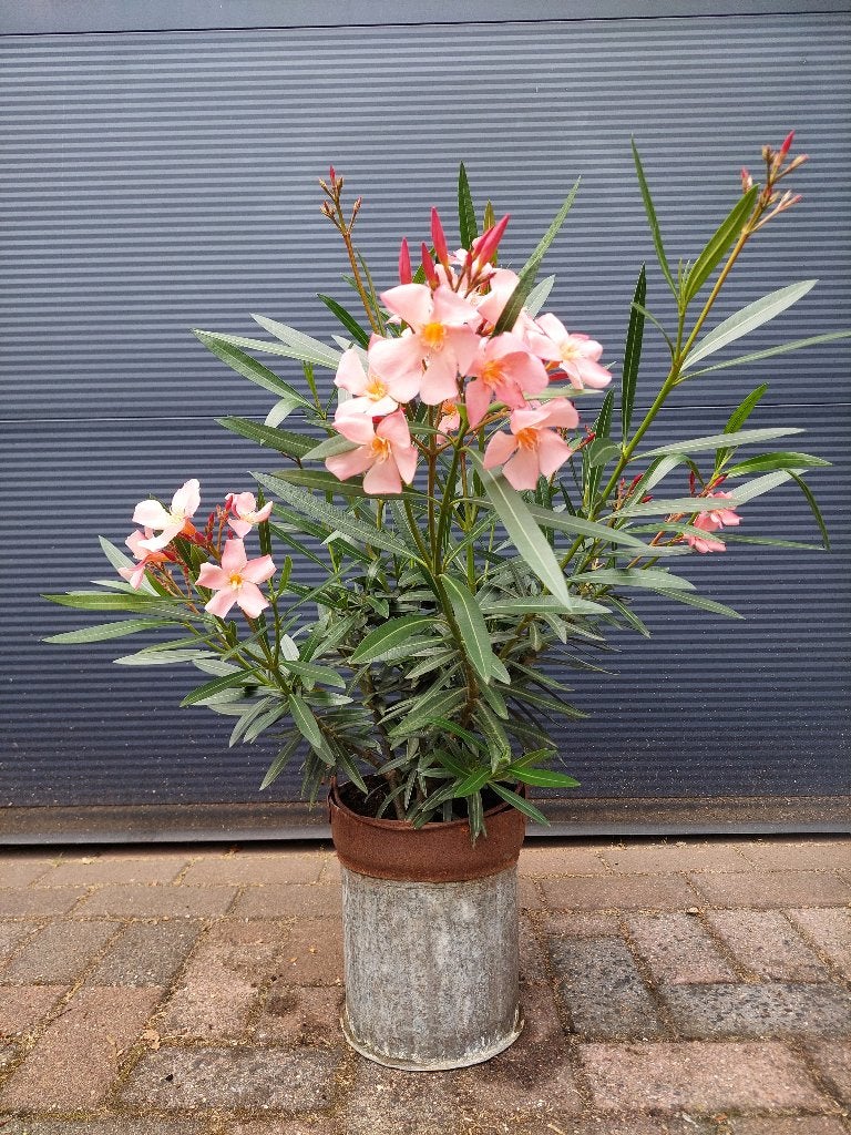 Nerium Oleander - Oleander (Zalm) H: 80 cm., Tuin en Terras, Planten | Tuinplanten, Volle zon, Vaste plant, Zomer, Ophalen