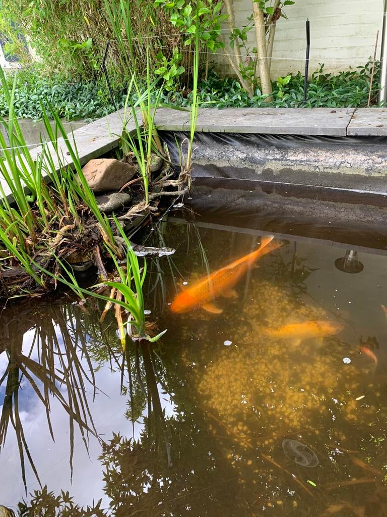 Te koop koi karpers, Dieren en Toebehoren, Vissen | Vijvervissen, Karper of Koi