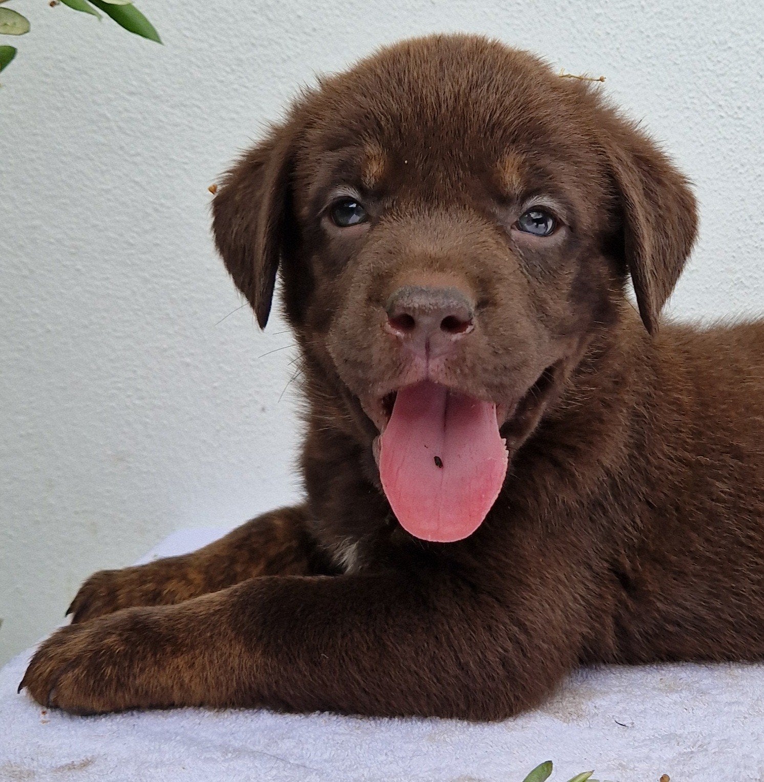 Bullador x labrador kruising, Nederland, Parvo, Overige rassen, 8 tot 15 weken